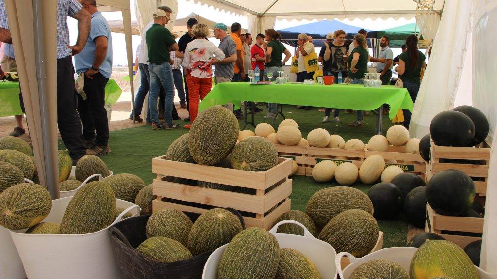 Fito-6-melones-19|Fitó-1-Loire|Fito-2-Robleo|Fito-3-Ferreira|Fito-4-Paredes|Melón var. Arroyo de Fitó|Melón tipo de Fito|Fitó-1-Loire